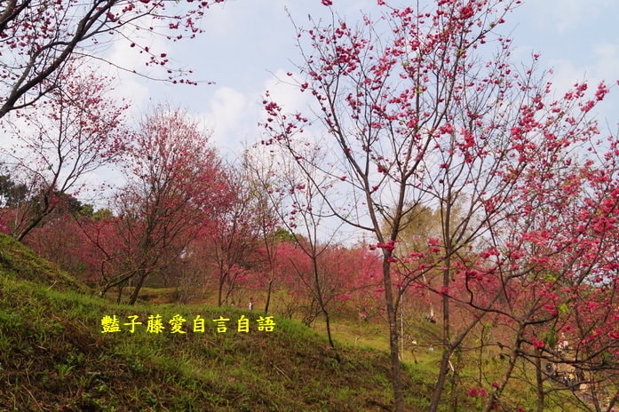 【大坑濁水巷櫻花】台中櫻花爆紅秘境．2014台中賞櫻情報．豔子藤旅遊地圖