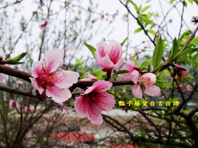 【台中秘境桃花園】台中新社美林路桃花園．遇見世外桃源．豔子藤旅遊地圖