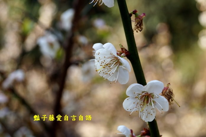 【台中梅花隧道】台中新社賞梅秘境．豔子藤旅遊地圖