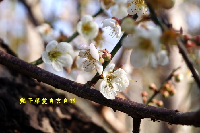 【台中梅花隧道】台中新社賞梅秘境．豔子藤旅遊地圖