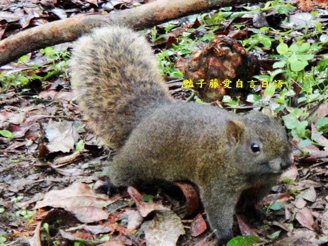 南投旅遊＆遇見可愛松鼠。你可以再靠近一點【豔子藤旅遊全地圖】