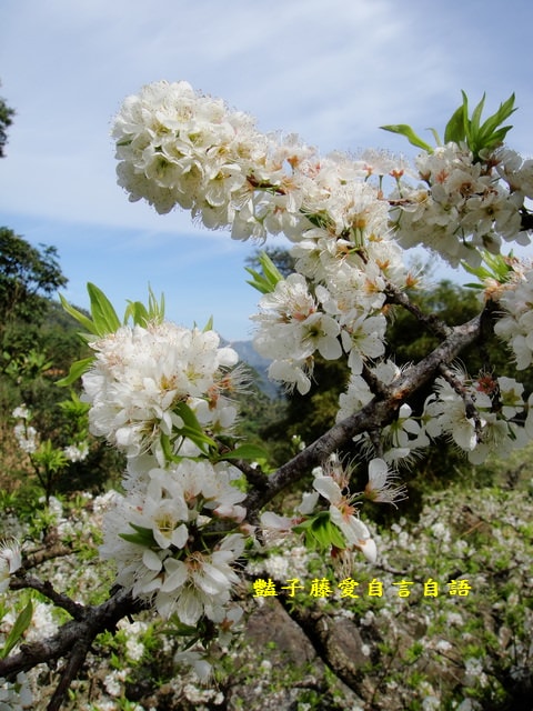 【台中桃接李】台中旅遊．桃接李花海．雪白李花盛開．豔子藤旅遊地圖
