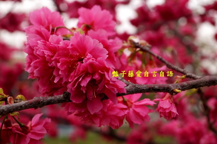 【泰安派出所櫻花】台灣最美警察局櫻花爆開．爆紅賞櫻私房景點．豔子藤旅遊地圖