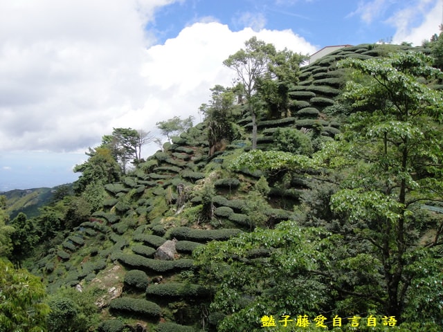 【豔子藤攝影學習站】燦爛艷陽天　 染上豔陽的顏色