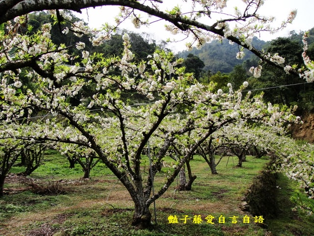 【台中桃接李】台中旅遊．桃接李花海．雪白李花盛開．豔子藤旅遊地圖
