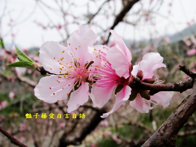 【台中秘境桃花園】台中新社美林路桃花園．遇見世外桃源．豔子藤旅遊地圖