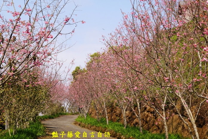 【沐心泉櫻花】花末已了．新社櫻花季花況．賞花情報．豔子藤旅遊地圖