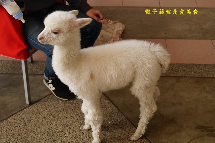 【草泥馬咖啡】台中新社親子遊．可愛草泥馬萌翻天．餵食草泥馬教戰守則．豔子藤旅遊地圖