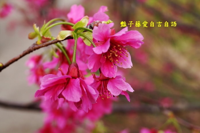 【大坑濁水巷櫻花】台中櫻花爆紅秘境．2014台中賞櫻情報．豔子藤旅遊地圖