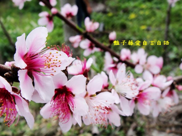 【台中秘境桃花園】台中新社美林路桃花園．遇見世外桃源．豔子藤旅遊地圖