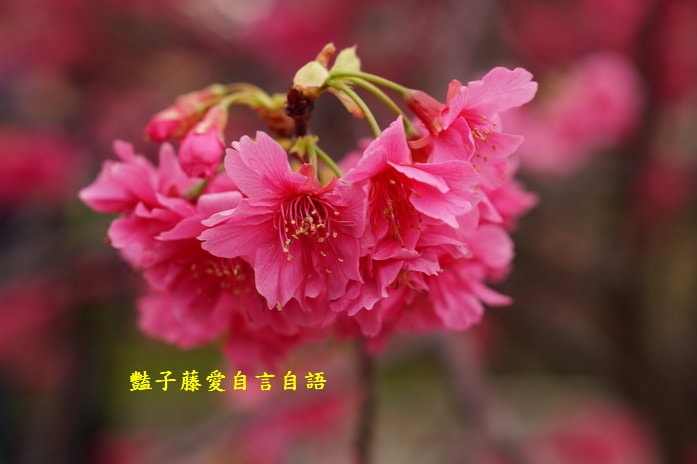 【泰安派出所櫻花】台灣最美警察局櫻花爆開．爆紅賞櫻私房景點．豔子藤旅遊地圖
