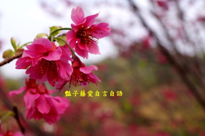 【大坑濁水巷櫻花】台中櫻花爆紅秘境．2014台中賞櫻情報．豔子藤旅遊地圖