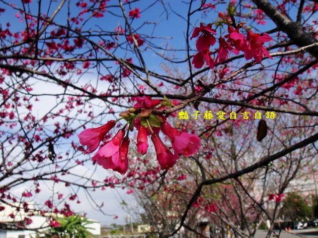 【台中新社櫻木花道】台中旅遊．新社賞櫻季．新社區公所前櫻木花道．豔子藤旅遊地圖