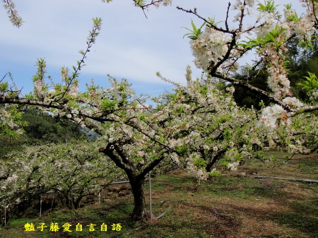 【台中桃接李】台中旅遊．桃接李花海．雪白李花盛開．豔子藤旅遊地圖