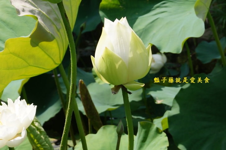 【台中賞蓮荷花賞花情報】台中蓮花攝影家私房景點．景賢公園荷花池．遇見白色蓮花．豔子藤旅遊全地圖