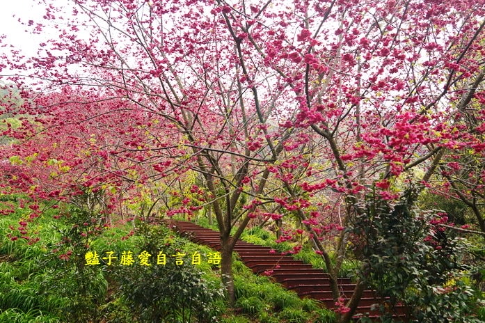 【沐心泉櫻花】花末已了．新社櫻花季花況．賞花情報．豔子藤旅遊地圖