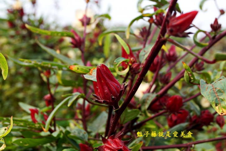 【台中霧峰落羽松】私房秘境．韓劇場景秋意濃．台灣原來這麼美．豔子藤旅遊地圖