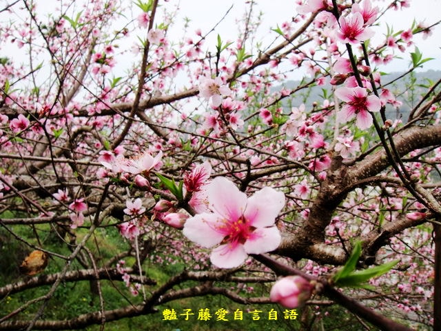 【台中秘境桃花園】台中新社美林路桃花園．遇見世外桃源．豔子藤旅遊地圖