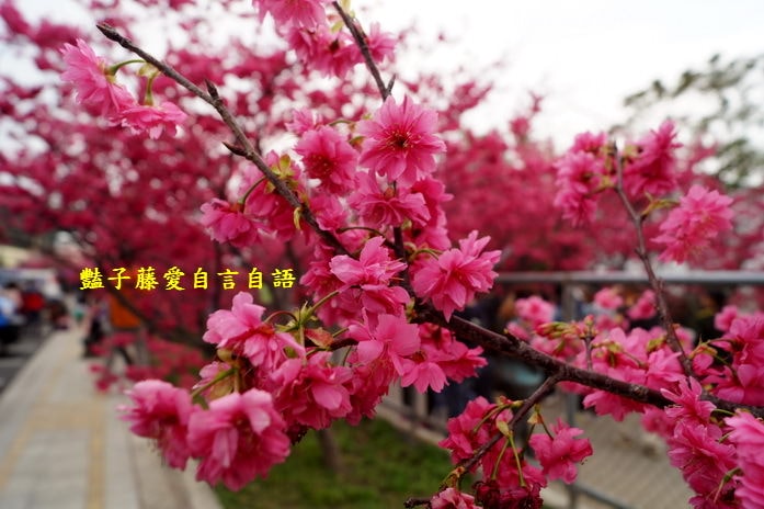 【泰安派出所櫻花】台灣最美警察局櫻花爆開．爆紅賞櫻私房景點．豔子藤旅遊地圖