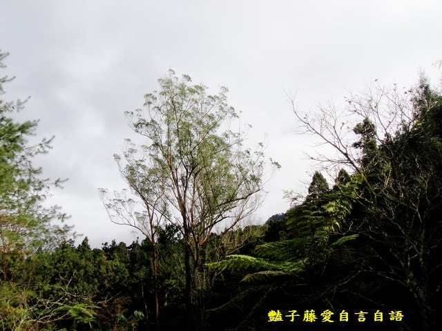 南投旅遊＆遇見可愛松鼠。你可以再靠近一點【豔子藤旅遊全地圖】