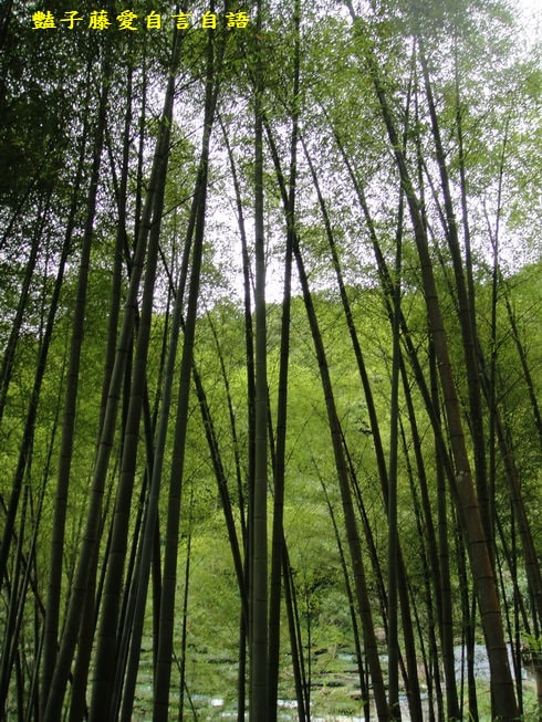 【走進綠世界】－看見美麗新世界