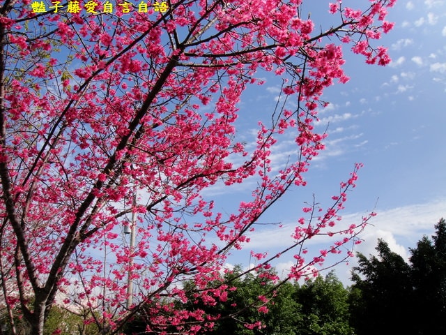 【台中新社櫻木花道】台中旅遊．新社賞櫻季．新社區公所前櫻木花道．豔子藤旅遊地圖