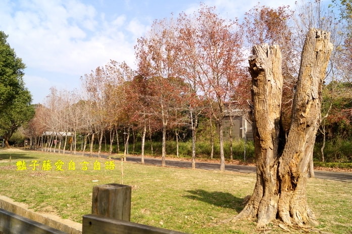 后豐鐵馬道一日遊．減肥甩肉飽覽美景【豔子藤旅遊全地圖】