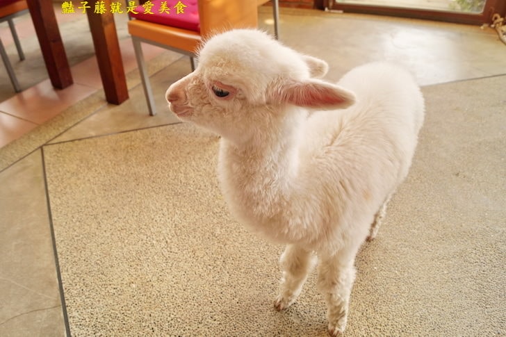 【草泥馬咖啡】台中新社親子遊．可愛草泥馬萌翻天．餵食草泥馬教戰守則．豔子藤旅遊地圖