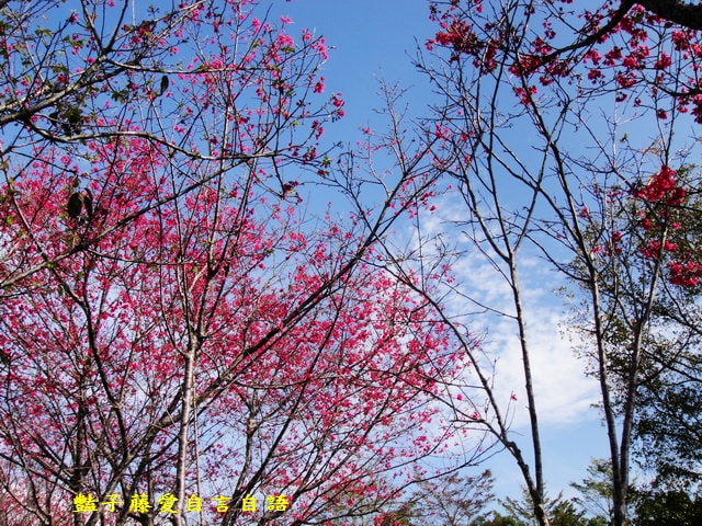 【台中新社櫻木花道】台中旅遊．新社賞櫻季．新社區公所前櫻木花道．豔子藤旅遊地圖