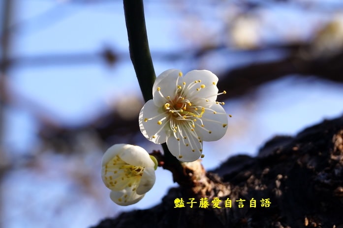 【台中梅花隧道】台中新社賞梅秘境．豔子藤旅遊地圖