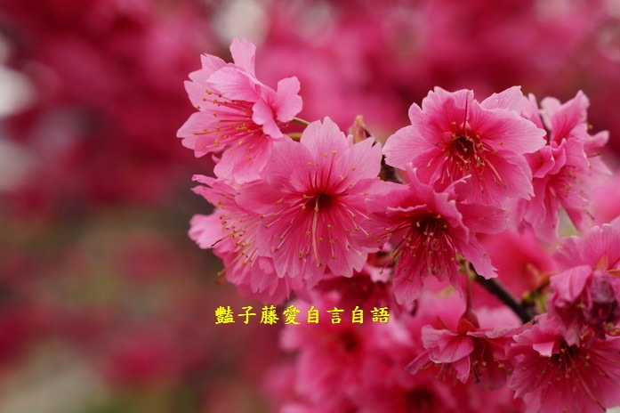 【泰安派出所櫻花】台灣最美警察局櫻花爆開．爆紅賞櫻私房景點．豔子藤旅遊地圖