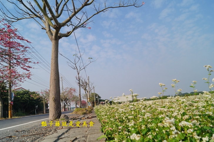 冬戀蕎麥花海．微醺旅行農戀二林．蕎見台灣白雪的幸福【豔子藤彰化好吃好玩一日遊】