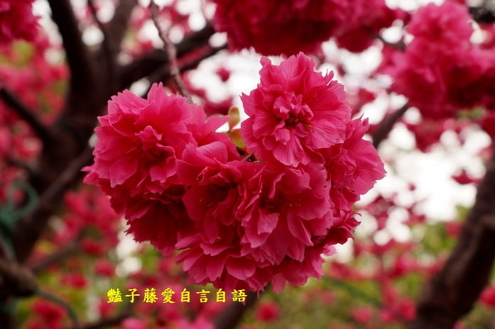【泰安派出所櫻花】台灣最美警察局櫻花爆開．爆紅賞櫻私房景點．豔子藤旅遊地圖