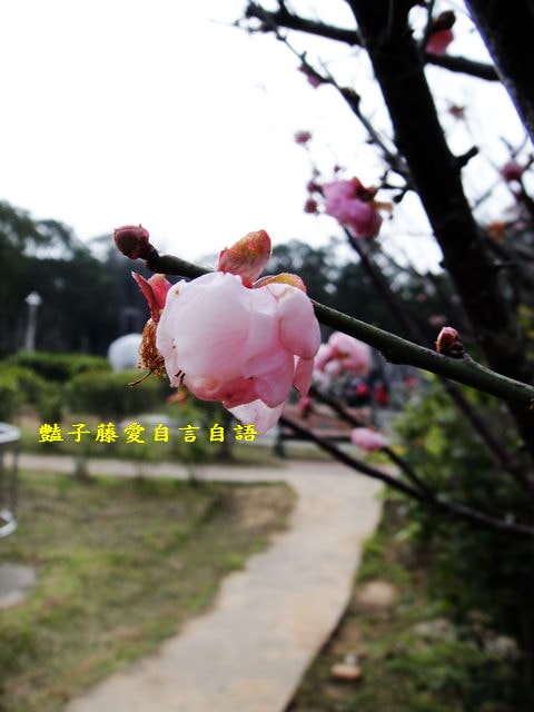 台中旅遊＆大甲鐵砧山劍井古蹟歷史傳說。綠意步道人文風情【豔子藤旅遊全地圖】