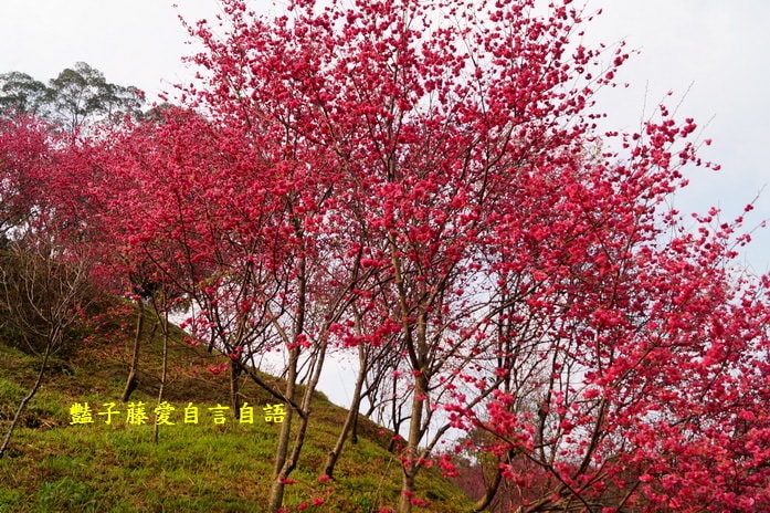 【大坑濁水巷櫻花】台中櫻花爆紅秘境．2014台中賞櫻情報．豔子藤旅遊地圖