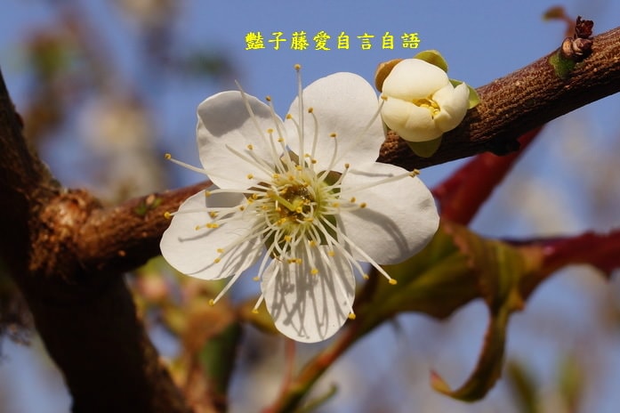 【台中梅花森林】台中新社賞梅私房景點．豔子藤旅遊地圖