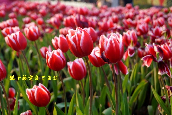櫻花祭前．臺中市后里泰安商圈樂活深度一日遊【豔子藤臺中商圈一日遊】