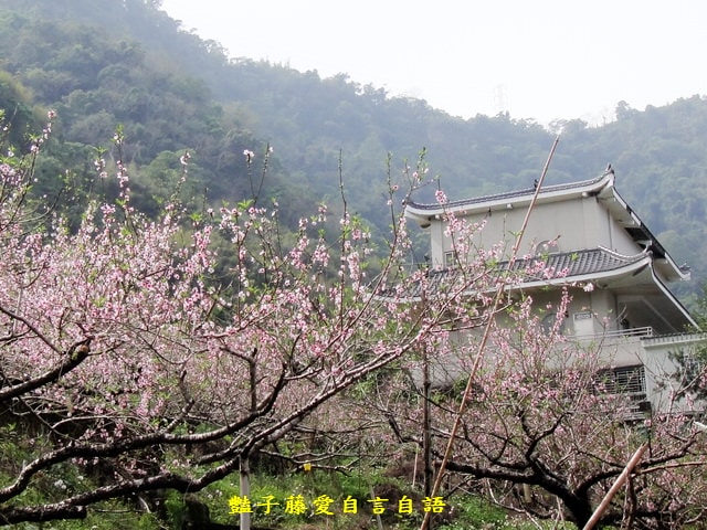 【台中秘境桃花園】台中新社美林路桃花園．遇見世外桃源．豔子藤旅遊地圖