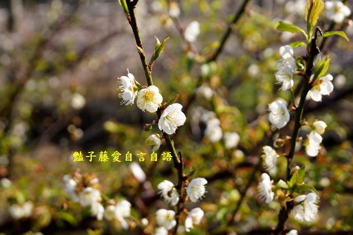 【台中梅花隧道】台中新社賞梅秘境．豔子藤旅遊地圖