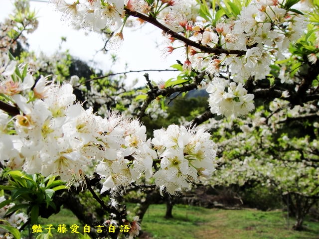 【台中桃接李】台中旅遊．桃接李花海．雪白李花盛開．豔子藤旅遊地圖