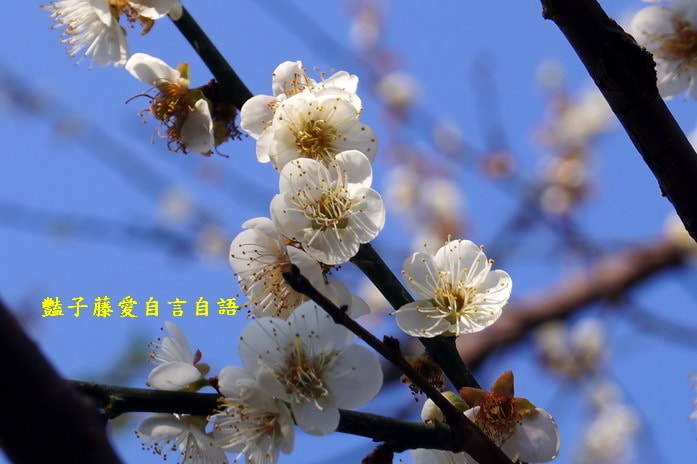 【台中梅花隧道】台中新社賞梅秘境．豔子藤旅遊地圖