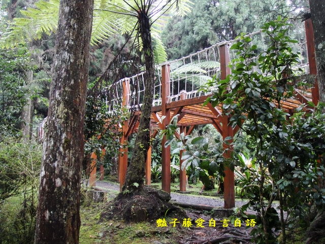 南投旅遊＆溪頭探索森林。精靈聚落喜迎芬多精的洗禮【豔子藤旅遊全地圖】