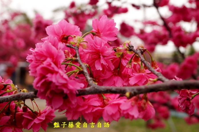 【泰安派出所櫻花】台灣最美警察局櫻花爆開．爆紅賞櫻私房景點．豔子藤旅遊地圖