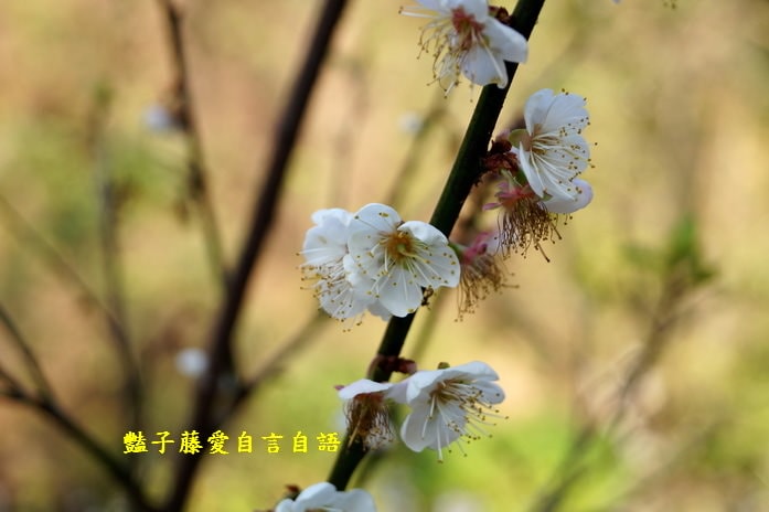 【台中梅花隧道】台中新社賞梅秘境．豔子藤旅遊地圖