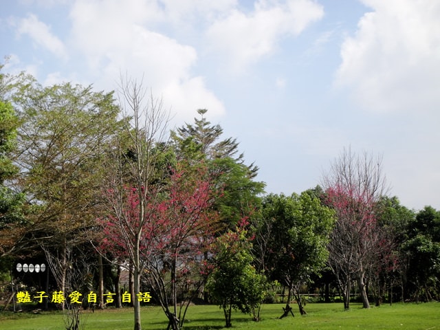 【台中新社櫻木花道】台中旅遊．新社賞櫻季．新社區公所前櫻木花道．豔子藤旅遊地圖