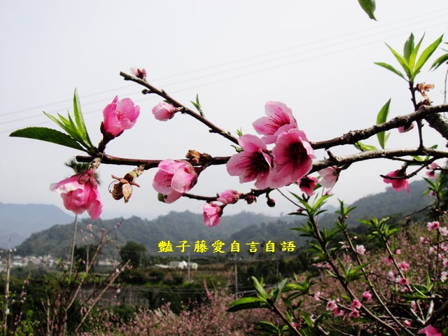 【台中秘境桃花園】台中新社美林路桃花園．遇見世外桃源．豔子藤旅遊地圖