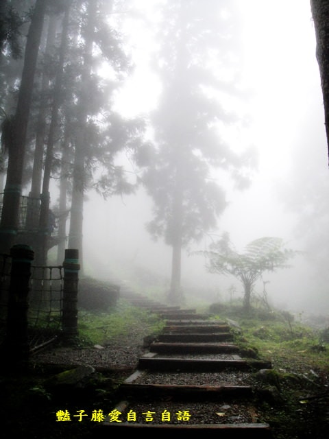 南投旅遊＆溪頭探索森林。精靈聚落喜迎芬多精的洗禮【豔子藤旅遊全地圖】