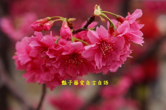 【泰安派出所櫻花】台灣最美警察局櫻花爆開．爆紅賞櫻私房景點．豔子藤旅遊地圖