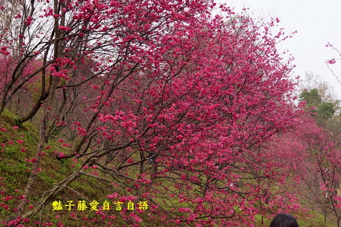 【大坑濁水巷櫻花】台中櫻花爆紅秘境．2014台中賞櫻情報．豔子藤旅遊地圖