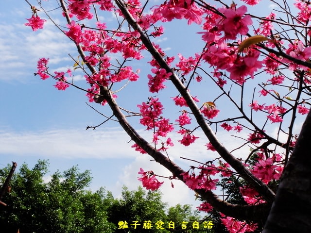 【台中新社櫻木花道】台中旅遊．新社賞櫻季．新社區公所前櫻木花道．豔子藤旅遊地圖